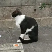 ともなの画像