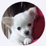 PEANUTSの画像