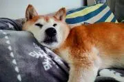ヨタの画像