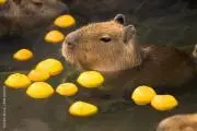nattuの画像