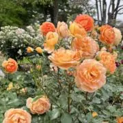 cucu☆*24時間以内発送✨の画像