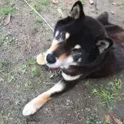 ツナの画像