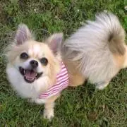 maikoの画像