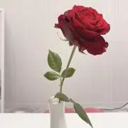 Haruの画像