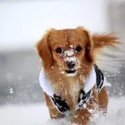 てんちゃんの画像