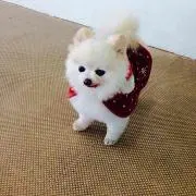 HANA☆527
