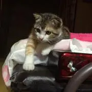 ショコラんたん♡