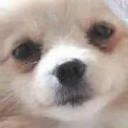 ホーリー
