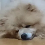 すたあだすとの画像