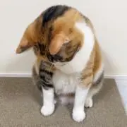 サト