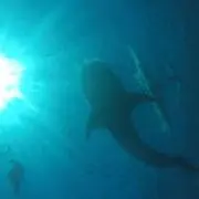 キングダム45-72巻帯付き初版セット - メルカリ