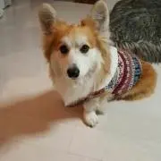 ふうりん(((・・;)