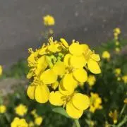 こるちかむの画像