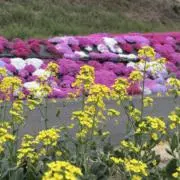 ひよこの画像