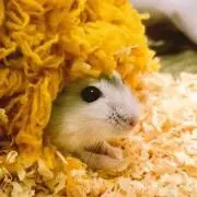しろちゃんの画像