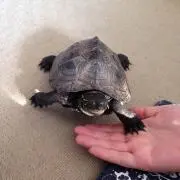 ゆう☆