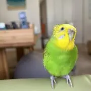 ねおんʕ•ᴥ•ʔプロフ閲覧お願いします♩の画像