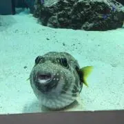 ユカリン
