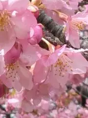 かおる