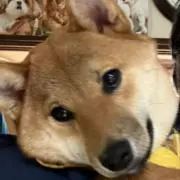 Momoneneyuyuの画像