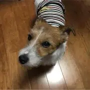 ふるたま
