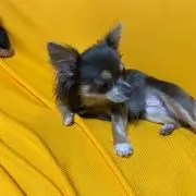 ヴァイオリニスト