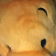 ぷーの画像
