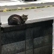 トラちゃん