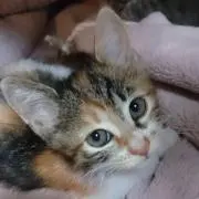 わかめの画像