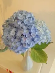 風＊fuwari＊の画像