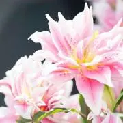 エリコ