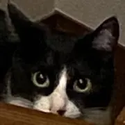 オテの画像