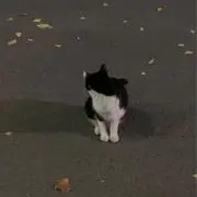ニョッキ