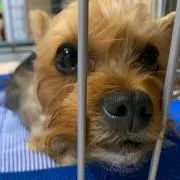 aobaの画像