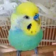 ぴーすけ