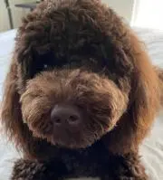 macaro