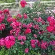 花束ブーケブランケット 白薔薇 - メルカリ