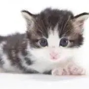 ねこまる●1日以内発送、即購入OK!の画像
