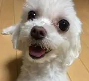 baby