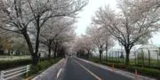 さくらの画像
