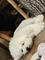 ひーの画像