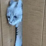 ねこさんの画像