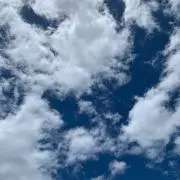 ねこの画像