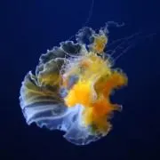 ハルキゲニアの画像