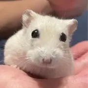 ぽんたの画像