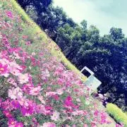 Ku-maaaの画像
