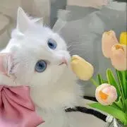 とんとんの画像