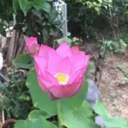 リティ