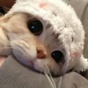 うさ