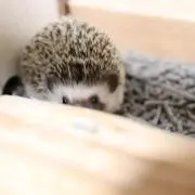 ど